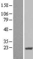 CIRBP Human Over-expression Lysate