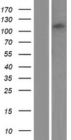 GRID2 Human Over-expression Lysate