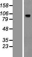 HIF-1 alpha (HIF1A) Human Over-expression Lysate