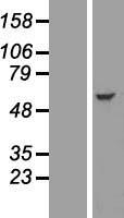 IFIT2 Human Over-expression Lysate