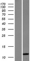 HSBP1 Human Over-expression Lysate