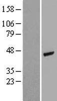 ACTG2 Human Over-expression Lysate