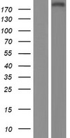 APXL (SHROOM2) Human Over-expression Lysate