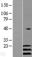 ATF3 Human Over-expression Lysate