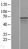 MPP3 Human Over-expression Lysate