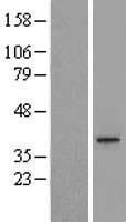 MEST Human Over-expression Lysate