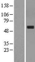 MMP3 Human Over-expression Lysate