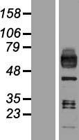 Macrophage Scavenger Receptor I (MSR1) Human Over-expression Lysate