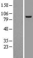 p95 NBS1 (NBN) Human Over-expression Lysate