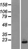 NDUFB6 Human Over-expression Lysate