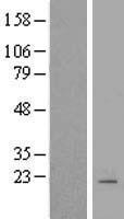 PDE6 gamma (PDE6G) Human Over-expression Lysate