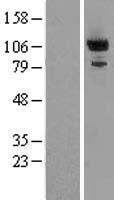 PDE2A Human Over-expression Lysate