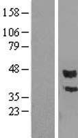 PCOLCE Human Over-expression Lysate