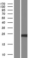 PLGF (PGF) Human Over-expression Lysate