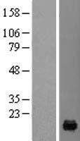 PFDN4 Human Over-expression Lysate
