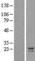 MRPL12 Human Over-expression Lysate