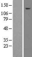 TAF2 Human Over-expression Lysate