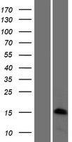 H3FJ (HIST1H3J) Human Over-expression Lysate
