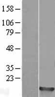 H2BC14 Human Over-expression Lysate