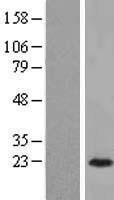 ARL3 Human Over-expression Lysate