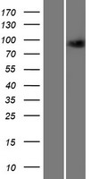 Germinal Center Kinase (MAP4K2) Human Over-expression Lysate