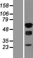 WTAP Human Over-expression Lysate