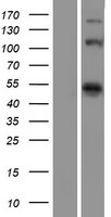 EIF4G1 Human Over-expression Lysate