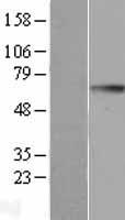 GGT1 Human Over-expression Lysate
