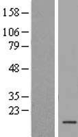 TAF13 Human Over-expression Lysate