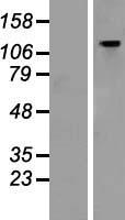 GTF2IRD1 Human Over-expression Lysate
