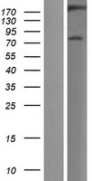 MAP3K4 Human Over-expression Lysate
