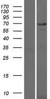 KBTBD10 (KLHL41) Human Over-expression Lysate