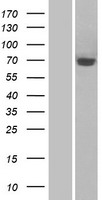 Semaphorin 3A (SEMA3A) Human Over-expression Lysate