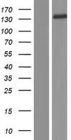 ATP8A1 Human Over-expression Lysate