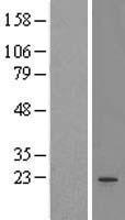 MS4A3 Human Over-expression Lysate