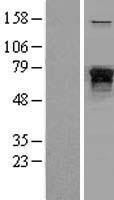 Neurofilament (NEFL) Human Over-expression Lysate
