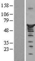 Nucleobindin 1 (NUCB1) Human Over-expression Lysate