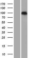 PDE6C Human Over-expression Lysate