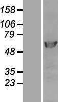 DNA polymerase delta p50 (POLD2) Human Over-expression Lysate