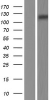 MERTK Human Over-expression Lysate