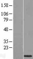 HMGN4 Human Over-expression Lysate