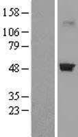 CRTAP Human Over-expression Lysate