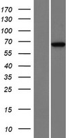 ENOX2 Human Over-expression Lysate