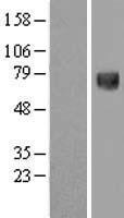 Influenza Virus NS1A Binding Protein (IVNS1ABP) Human Over-expression Lysate