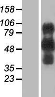 EVI2B Human Over-expression Lysate