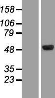 CLN5 Human Over-expression Lysate
