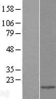 Galectin 2 (LGALS2) Human Over-expression Lysate