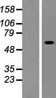 RSC1A1 Human Over-expression Lysate