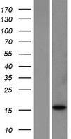Bim (BCL2L11) Human Over-expression Lysate