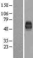 CD226 Human Over-expression Lysate